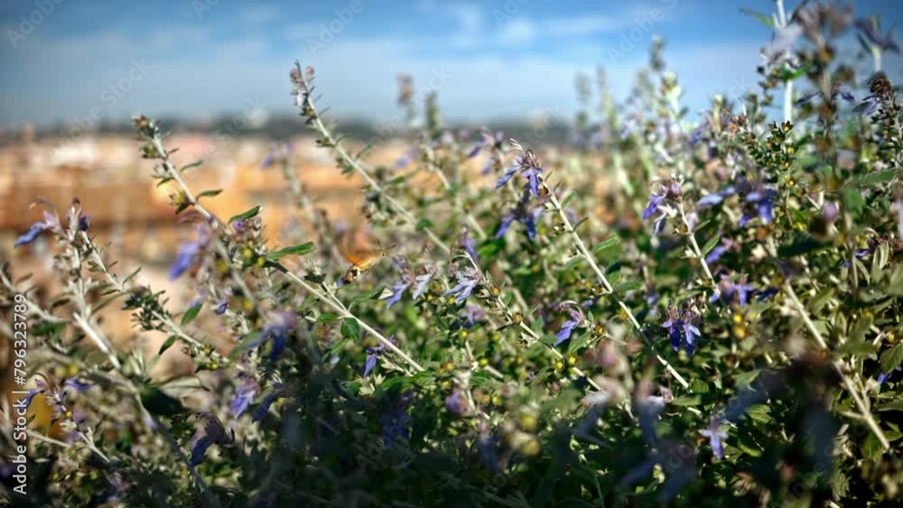 Small insect sucking nectar from a purple flower with a panoramic view of Vatican City, Rome, Italy Small insect sucking nectar from a purple flower with a panoramic view of Vatican City, Rome, Italy