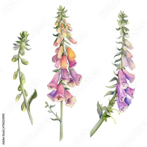 Hand drawn watercolor illustration botanical flower leaves. Foxglove snapdragon delphinium lupin beardtongue bell fritillaria penstemon. Single object isolated on white. Design wedding love cards shop photo