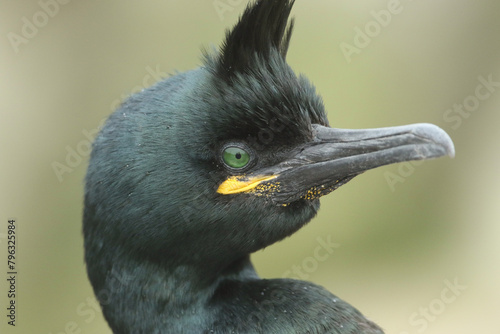 A headshot of a Shag, Gulosus aristotelis, on the cliff face on an island in the sea at breeding season during a storm. photo