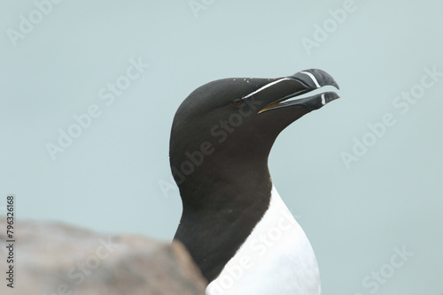 A head shot of a Razorbill, Alca torda, on the cliff face on an island in the sea at breeding season during a storm.