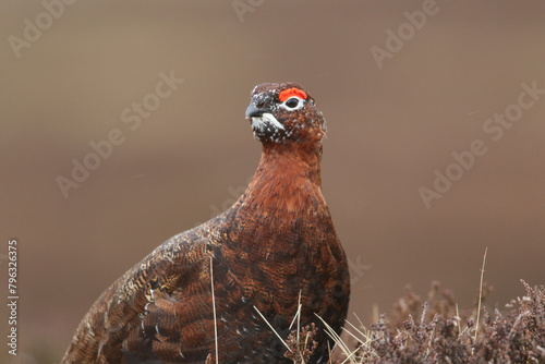 A male Red Grouse (Lagopus lagopus) standing in the moors in springtime.