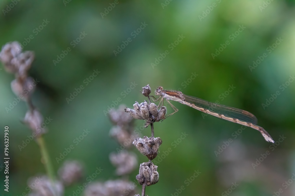 dragonfly on a branch dragonfly on a branch