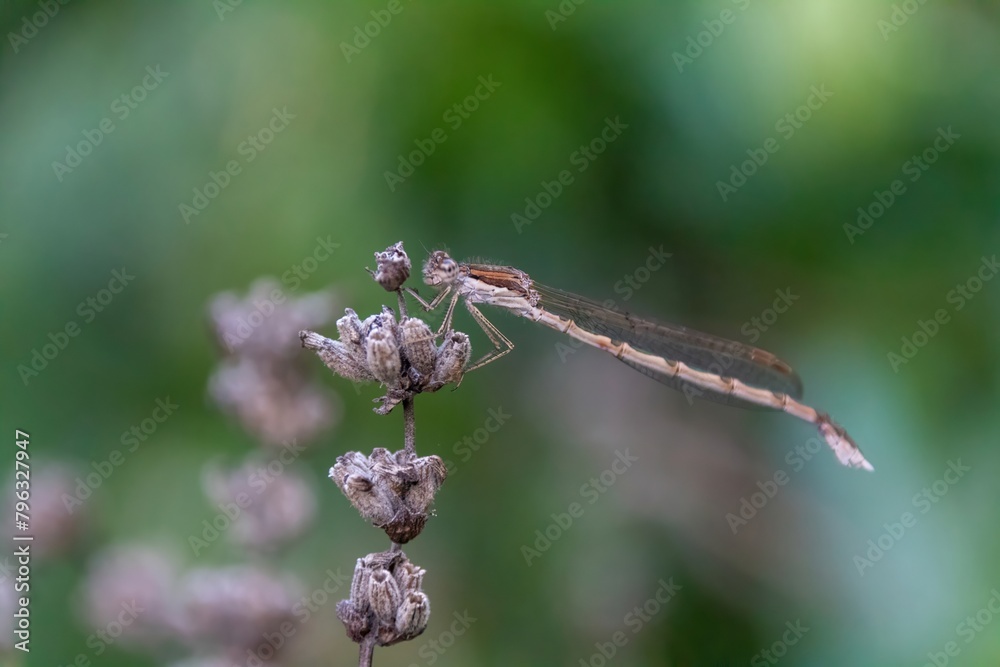 dragonfly on a branch dragonfly on a branch