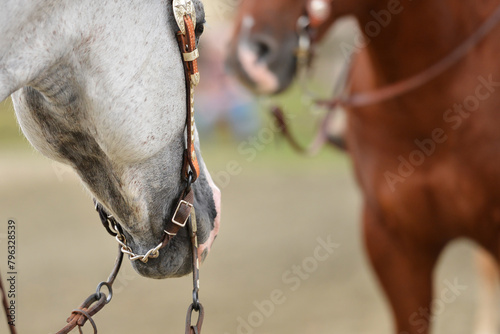 Detail of a gray quarter horse at show, ready to compete