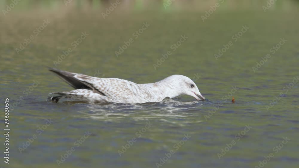 European Herring Gull, Larus argentatus on lake at spring time European Herring Gull, Larus argentatus on lake at spring time