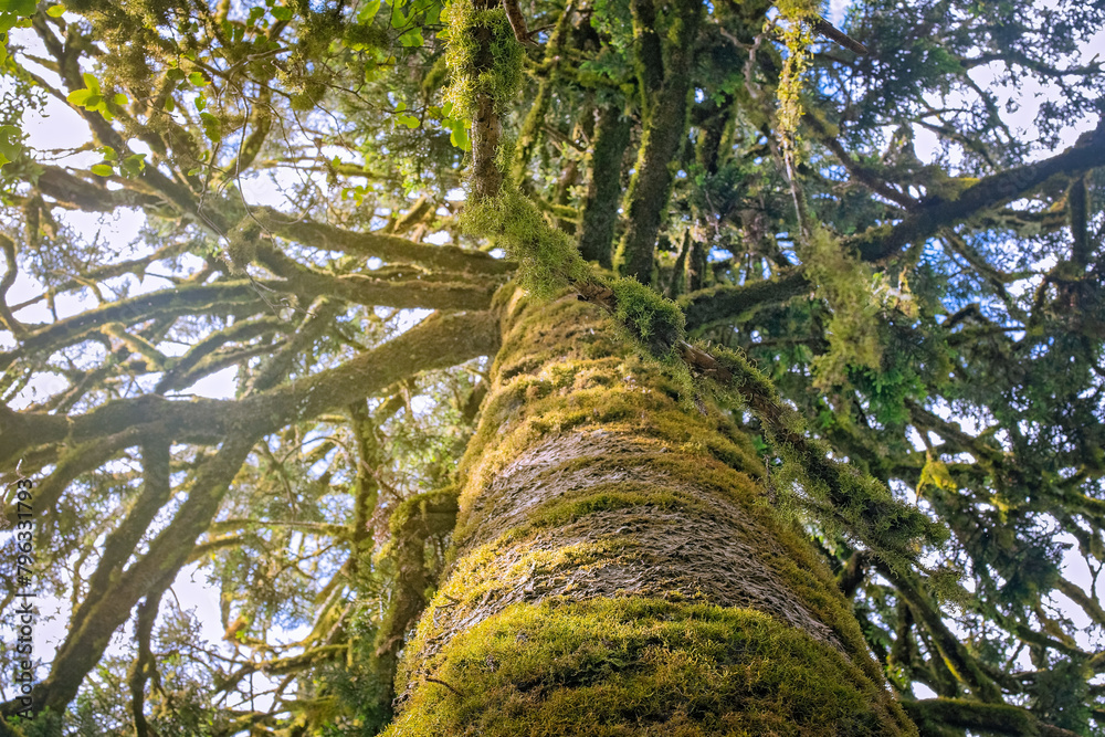 Fototapeta premium moss covered tree, trunk limbs branches, looking up perspective, shaggy draped mossy lichen forest organic nature environment