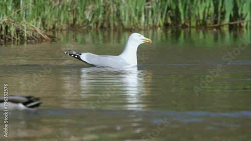 European Herring Gull, Larus argentatus on lake at spring time photo