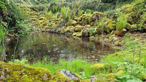 Kleiner Teich bei Regen - grüner Hintergrund mit Pflanzen im Gartenteich photo