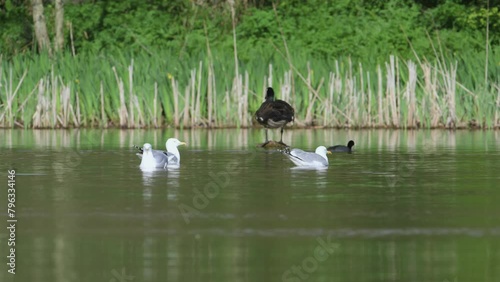 European Herring Gull, Larus argentatus on lake at spring time photo