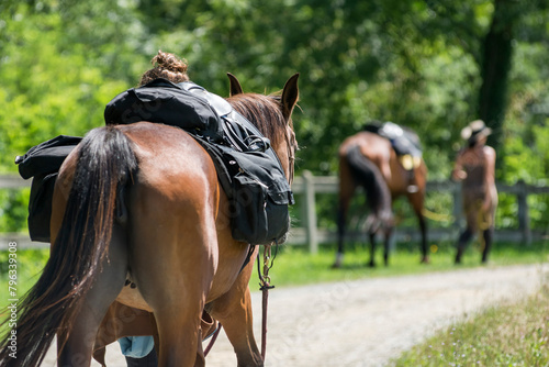Treccking saddle on a horse