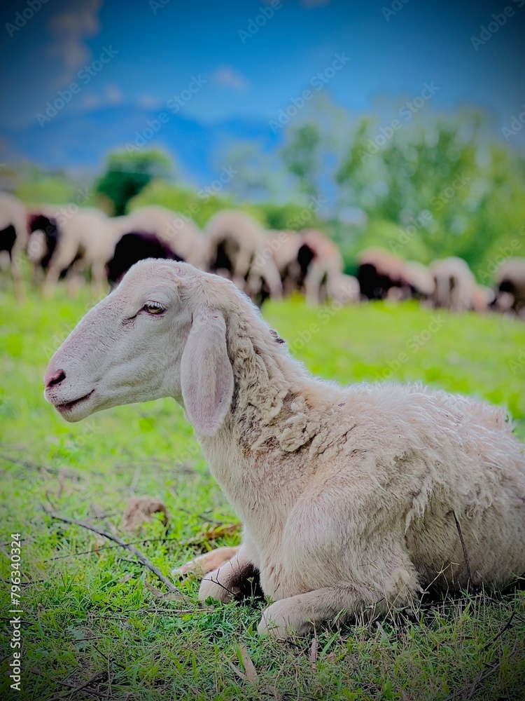 Obraz premium sheep and lamb