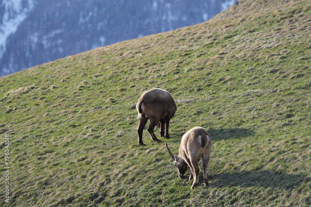 Fototapeta premium herd of steinbock capricorns grazing in Pontresina, Graubuenden, during summer. Ibex herd.