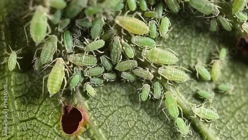 Aphid close-up on a green leaf. Insect-eating pests damage the leaves of the plant. Spoiled harvest, treatment with insecticides. photo