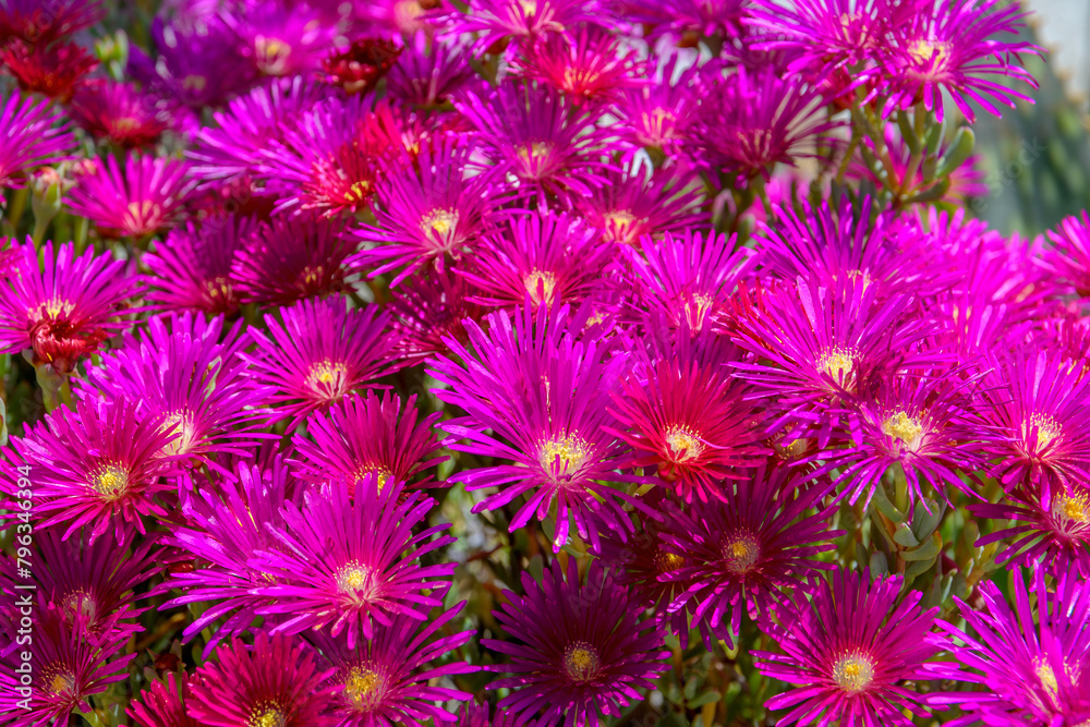 Vibrant pink flowers, likely from the genus Lampranthus, commonly known as ice plants Vibrant pink flowers, likely from the genus Lampranthus, commonly known as ice plants