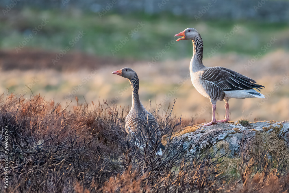 Fototapeta premium Greylag geese (Anser anser) on the moors at sunset, Perthshire, Scotland