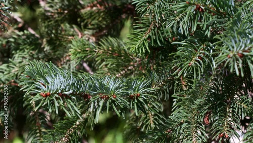 Green coniferous Abies nordmanniana branches with needles close up photo