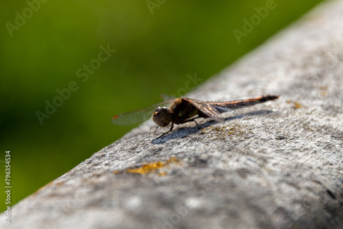 close up of a dragonfly