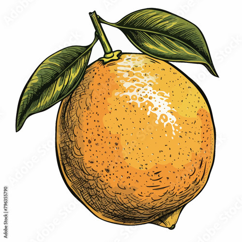 Lemon fruit hand drawn vector illustration. Engraved citrus fruit.