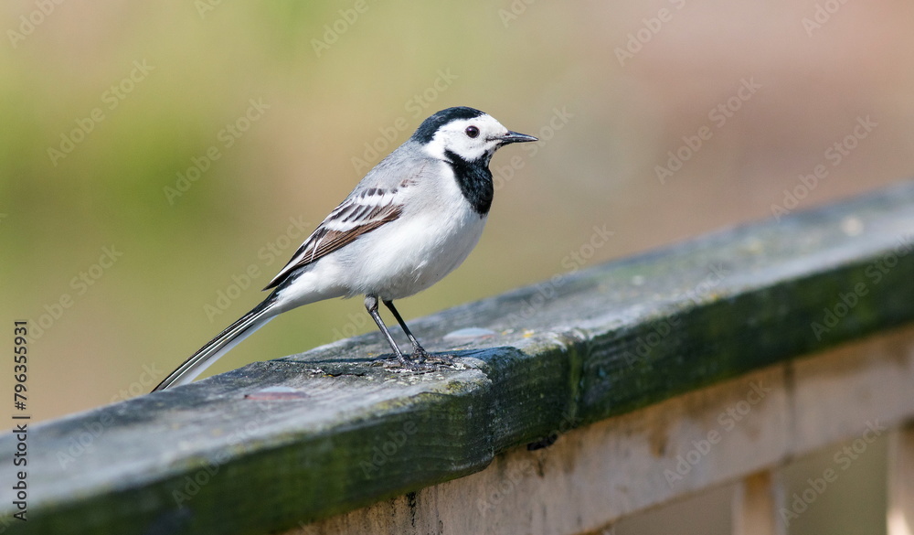 sparrow on a fence sparrow on a fence