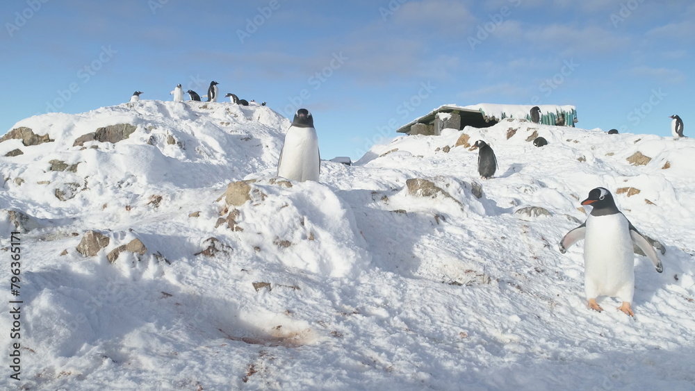 Fototapeta premium Gentoo Penguin Steal Nest Stone Antarctic Close-up. Funny South Pole Bird Fight on Snow Rocky Shore Landscape for Pebble. Polar Family Wild Life Battle Static