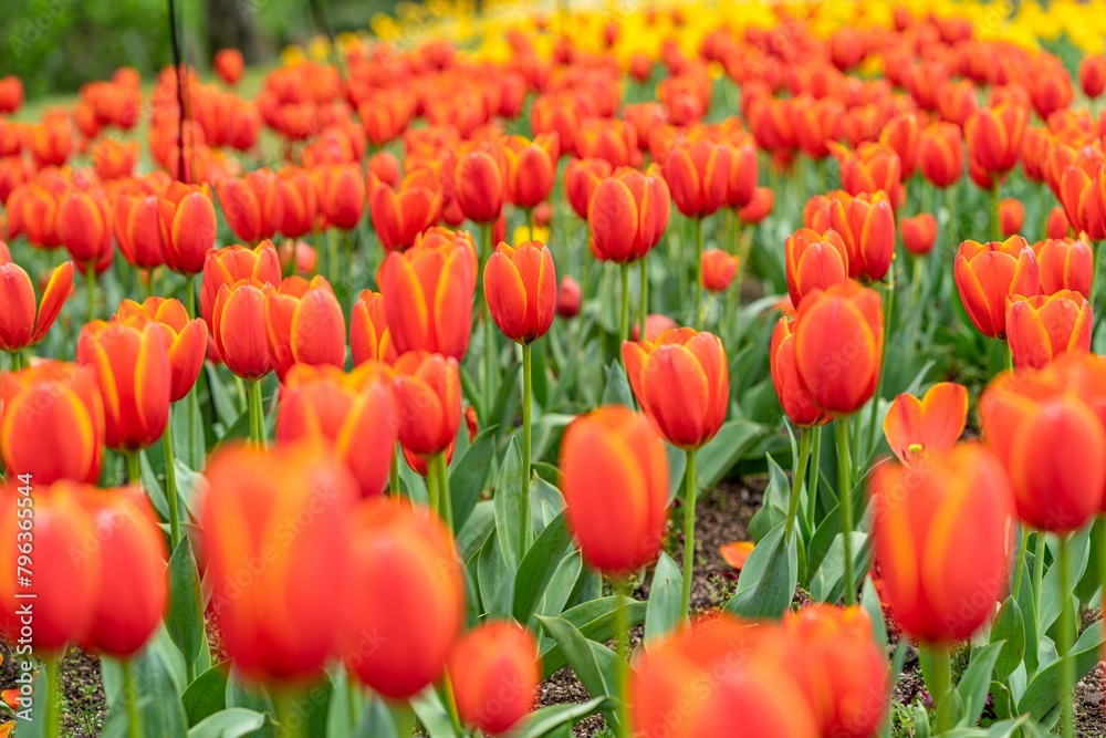 Obraz premium The colorful tulips are blooming beautifully