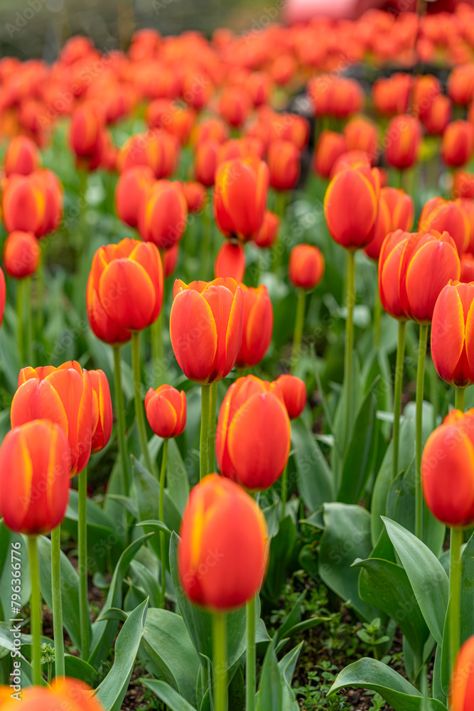 The colorful tulips are blooming beautifully The colorful tulips are blooming beautifully