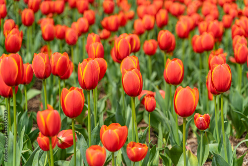 The colorful tulips are blooming beautifully