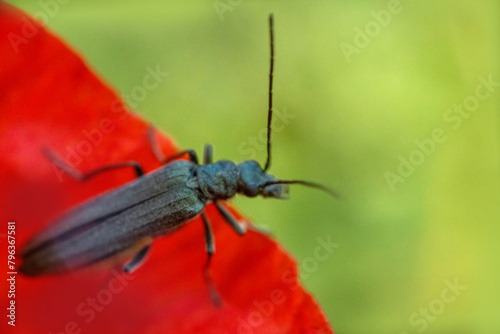 oedemerid beetle (Oedemeridae) on flawer in steppe Crimea. Ultra macro photo