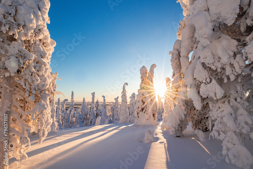 winter landscape