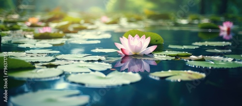 Pink water lily on lake with lily pads