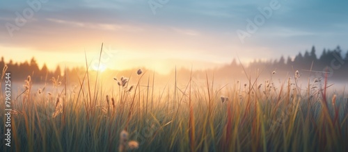 Field grass with distant fog photo