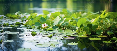 Small white flower amidst pond