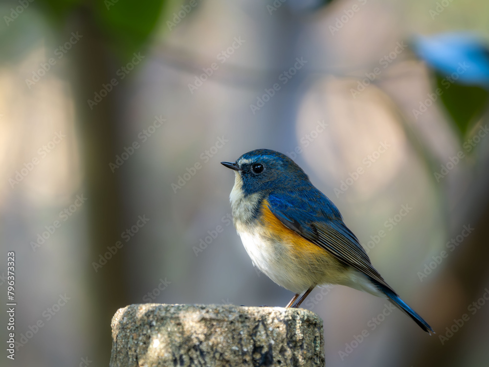 Fototapeta premium 木陰の杭の上でリラックスしているルリビタキの雄