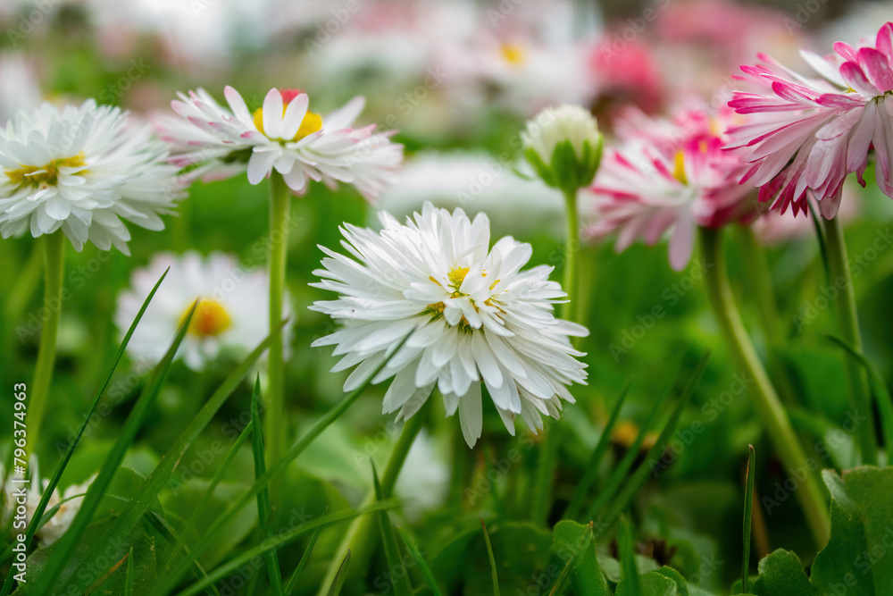 Bellis perennis. Flowering of a perennial flower Bellis perennis. Flowering of a perennial flower