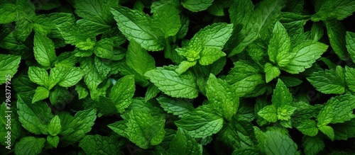Close-up of vibrant green foliage against a dark backdrop photo