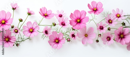 Wallpaper Mural Pink flowers on white surface with white background Torontodigital.ca