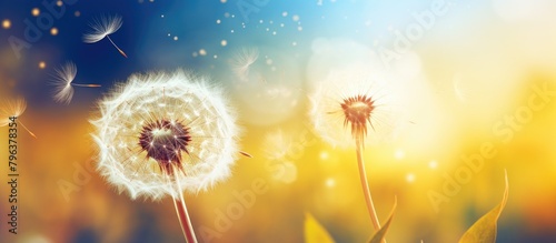 Two dandelions blowing in the wind photo