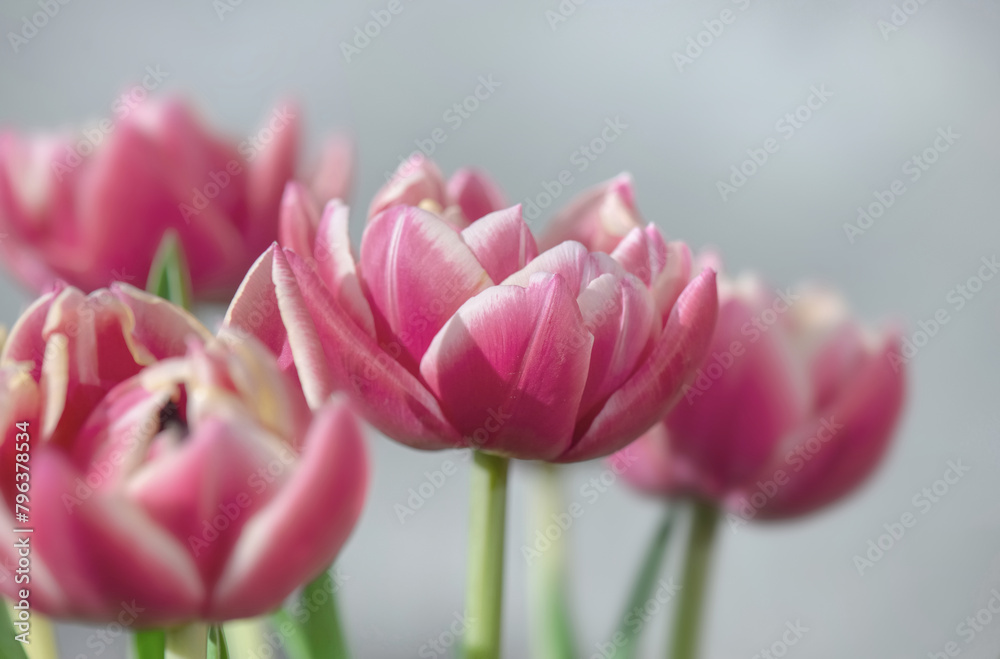 closeup of beautiful pink double-flowered tulip flowers isolated on clear background