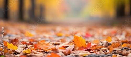 Leaves scattered on ground close-up view photo