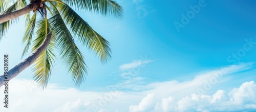 A lone palm tree showcasing against the clear sky on the sandy shore © HN Works