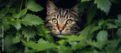 Striped feline sheltered by plant photo
