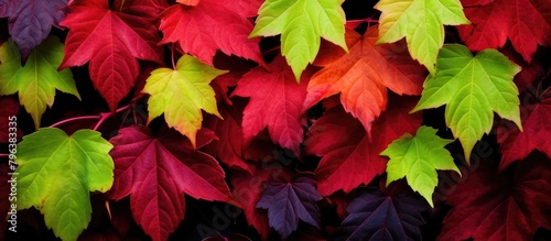 Leaves clustered on a wall