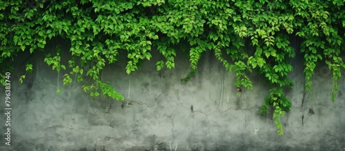 Green plants thriving on a close-up wall