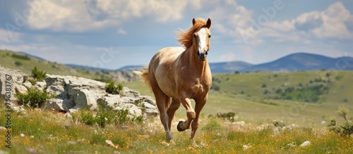 Horse galloping on grassy hill photo