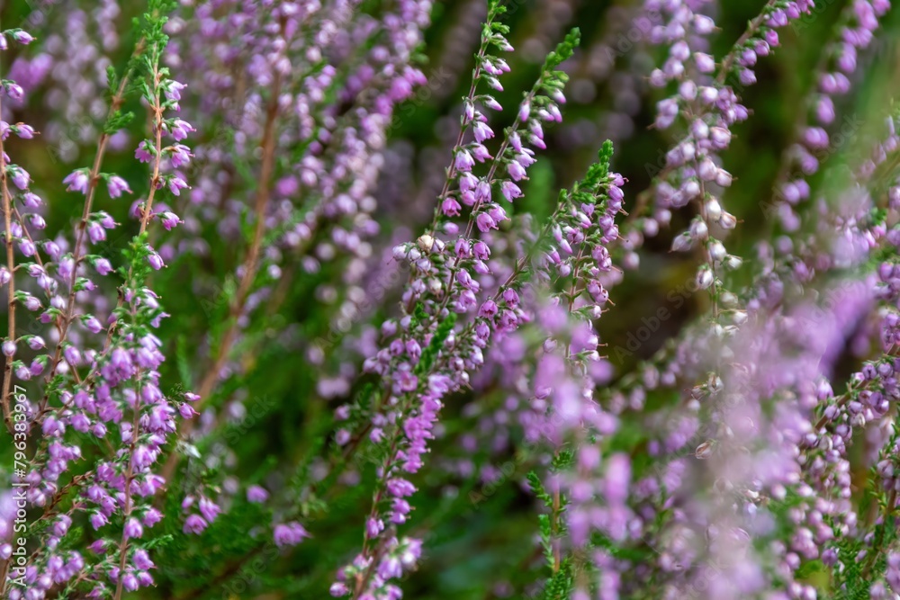 Fototapeta premium close up of lavender flowers