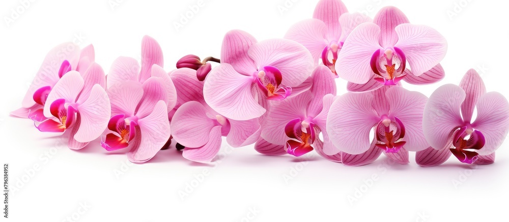 Pink orchids on white background with pink flower