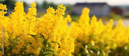 Yellow flowers in field near houses © HN Works