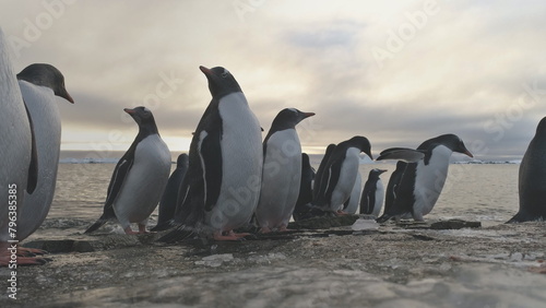 Penguin Stand on Frozen Ice Rock Shore. Antarctic Wildlife Animal. South Antarctic Gentoo Bird Group Come on Sea Beach Out Cold Water Close-up Locked-off