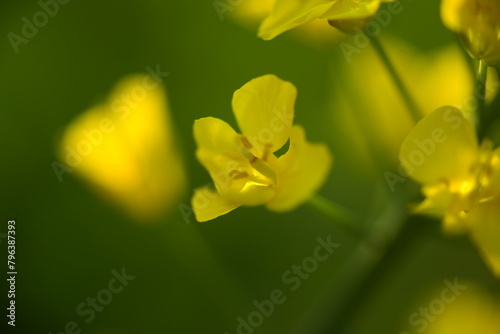 菜の花 