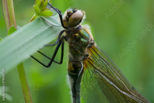 dragonfly on a leaf